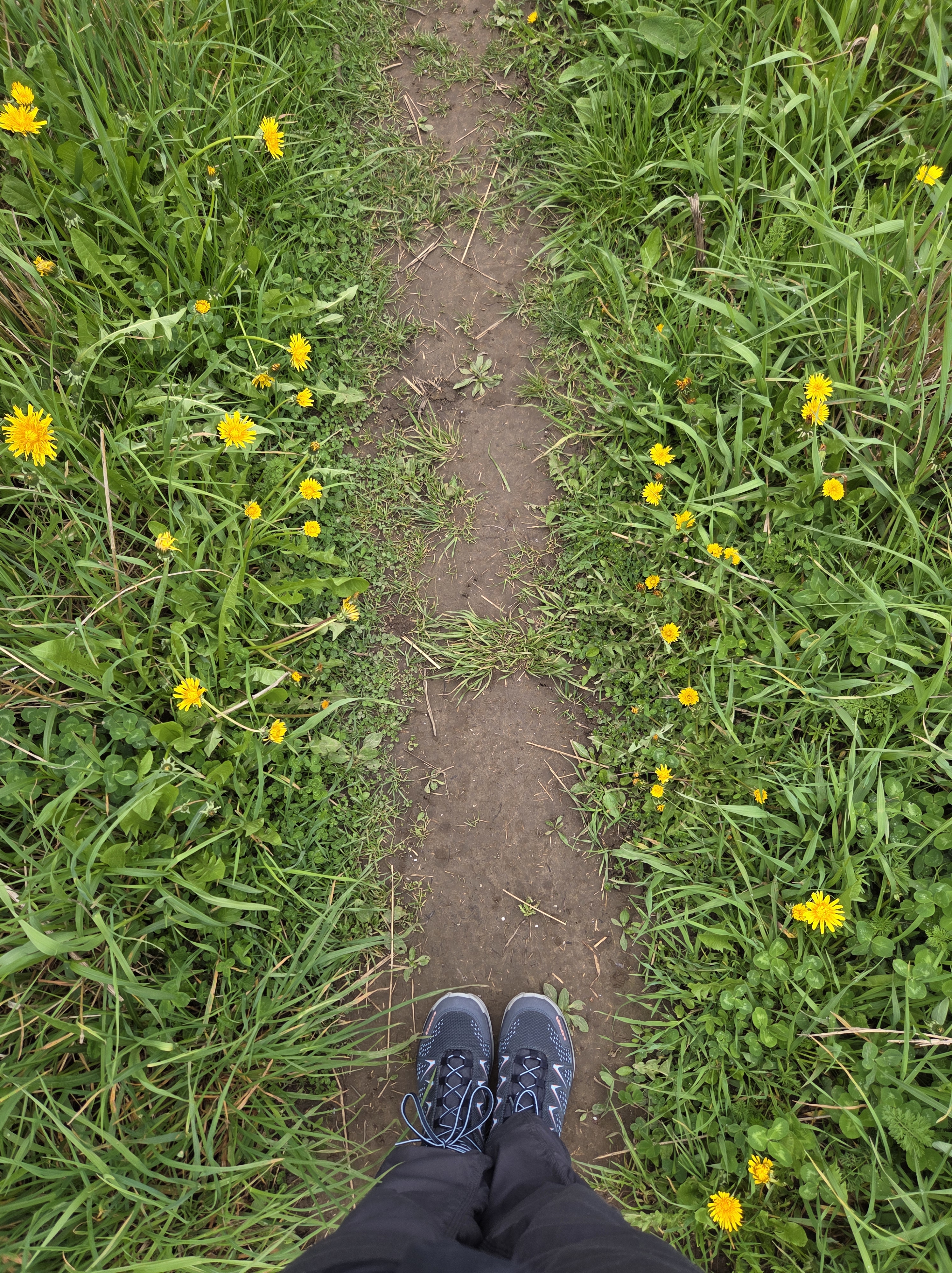 About Forest Therapy
